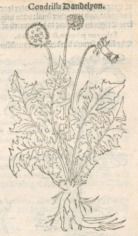 Condrilla Dandelyon in A Niewe Herball, Or Historie of Plantes (1578).PNG