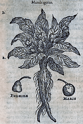 mandragoras-from-stirpium-historiae-pemptades-sex-sive-libri-xxx-1583-by-rembert-dodoens