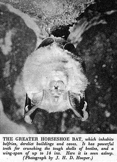 bat - Sport &amp; Country - 7 February 1951