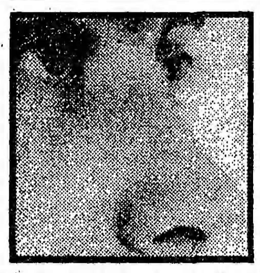 mystery man - The Guardian (London & Manchester, England) - 24 August 1983