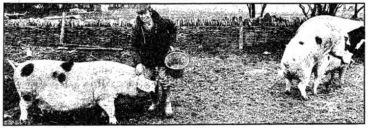 copulating pigs - Guardian - 27 April 1977