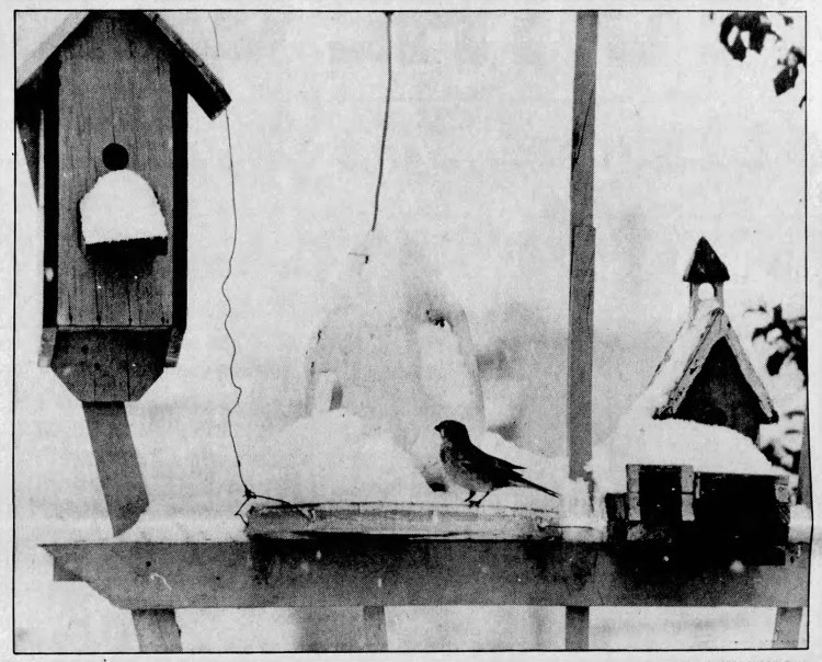 'where's the beef' - The Daily News (Lebanon, Pennsylvania) - 19 January 1984