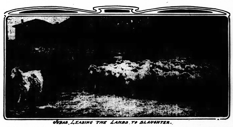 Judas Leading the Lambs to Slaughter - The St. Louis Republic (St. Louis, Missouri) - 2 April 1905