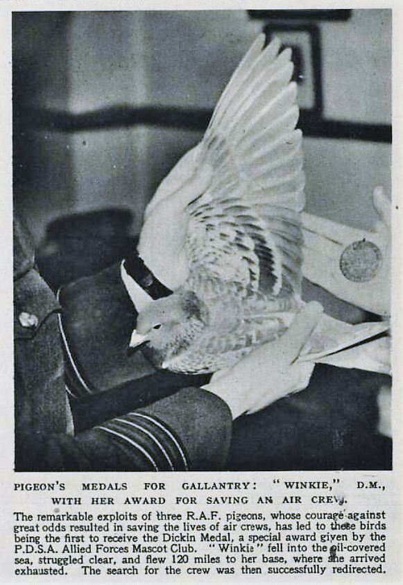 Dickin Medal - The Illustrated London News (London, England) - 26 February 1944